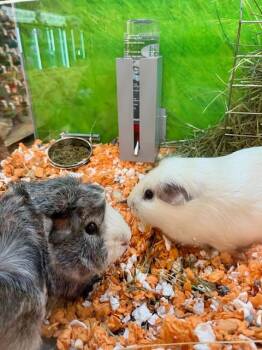 Rescue Guinea Pig Guinea Pigs for Adoption in Worcester, Massachusetts - Milo And Shilo | PetCurious